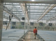 文洛型温室