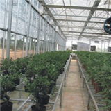 VVV Venlo greenhouse